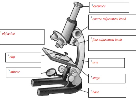 Microscope Activity